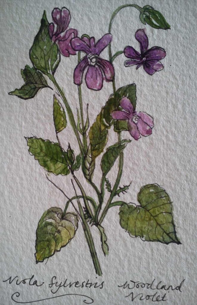 Viola Sylvestris - Woodland Violet, Watercolour & Ink - handmade by Rosalind Jewell