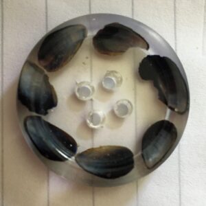 Real Mussel shell buttons! - handmade by Sarah Kay Arts (view 4)