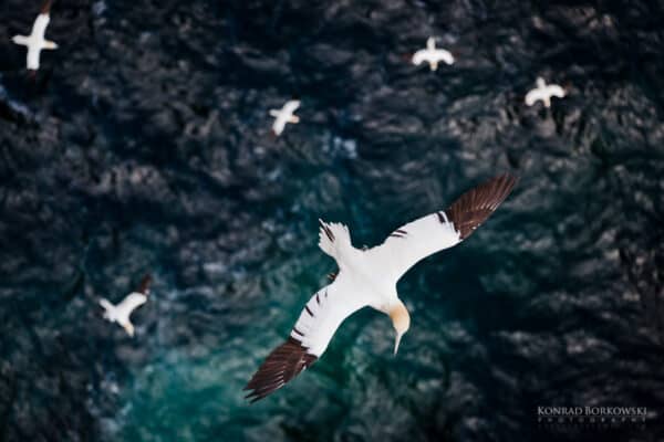 Gannets, Isle of Noss - handmade by Konrad Borkowski