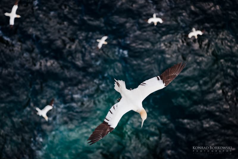 Gannets, Isle of Noss - handmade by Konrad Borkowski