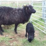 Waternish Wool
