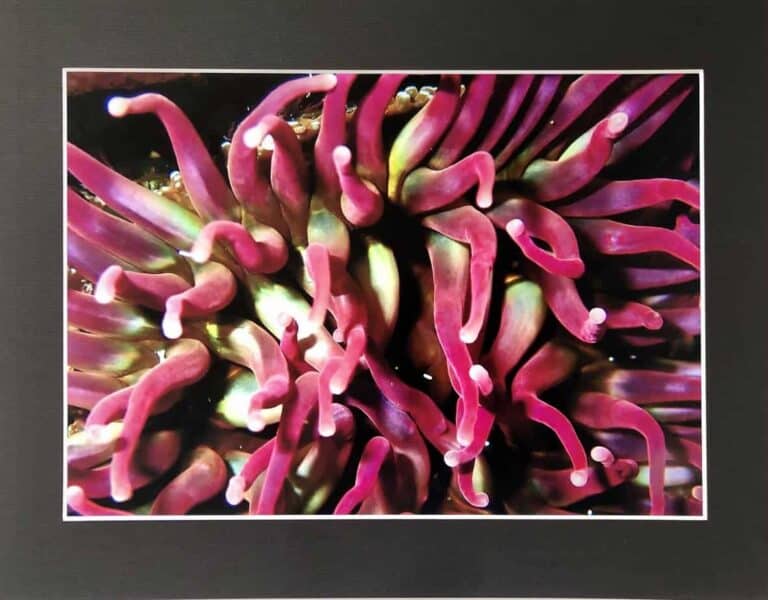 Underwater Shetland photo prints. - handmade by Sarah Kay Arts