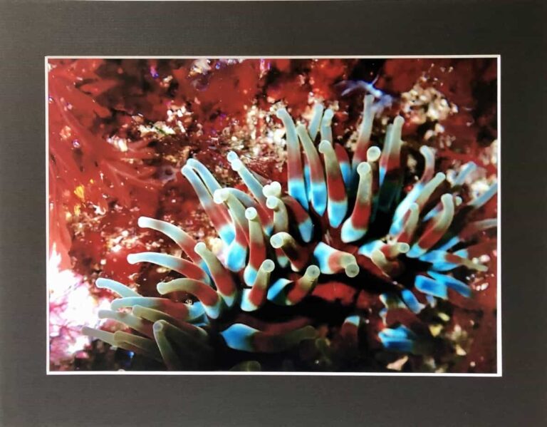 Underwater Shetland photo prints. - handmade by Sarah Kay Arts