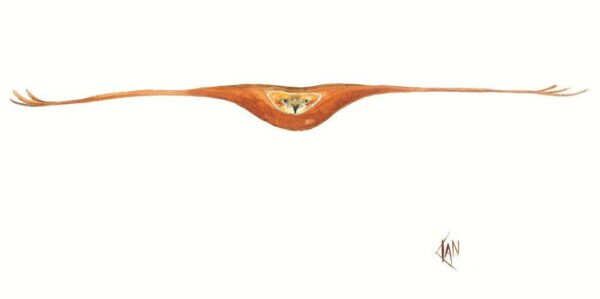 Eagle Print - handmade by Ian Williams Artist
