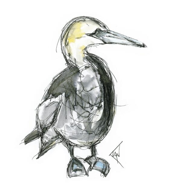 Standing Gannet Print - handmade by Ian Williams Artist