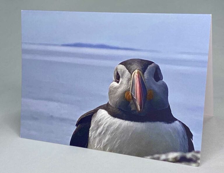 Puffin. Card with envelope