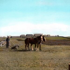 Tiree Postcard Collection - Holleyman - Image 3