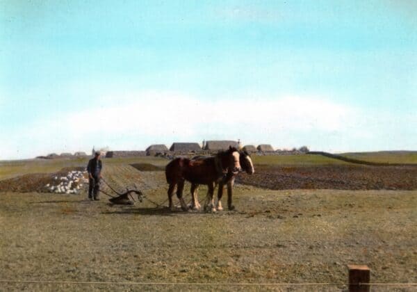 Tiree Postcard Collection - Holleyman