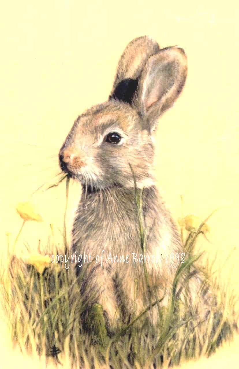 Golden rabbit
