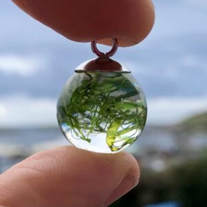Real Seaweed Earrings - handmade by Sarah Kay Arts (view 4)