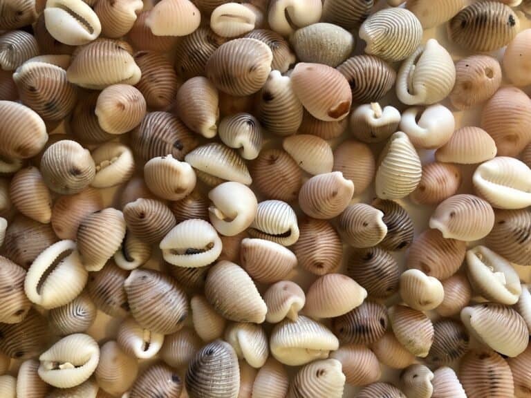 The Groatie Buckie keyring