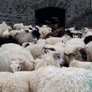 READY KNITTED Wrist Warmers in Natural Grey Colonsay Wool - Image 3
