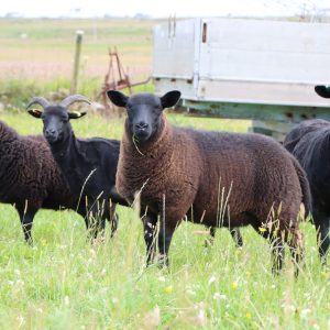 Hebridean Knitting Yarn (Aran Weight - Worsted Spun) - Image 4