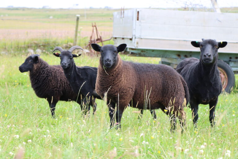 Hebridean Knitting Yarn (Aran Weight - Worsted Spun)