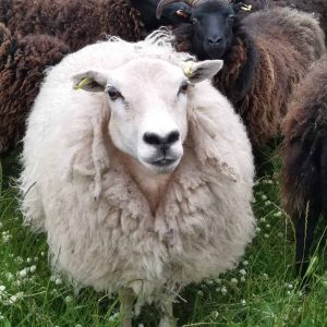 White Aran Knitting Yarn (HebTex - Worsted Spun) - Image 2