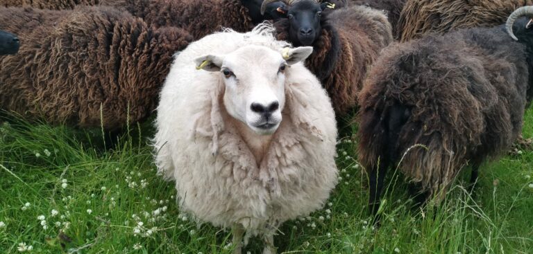White Aran Knitting Yarn (HebTex - Worsted Spun)