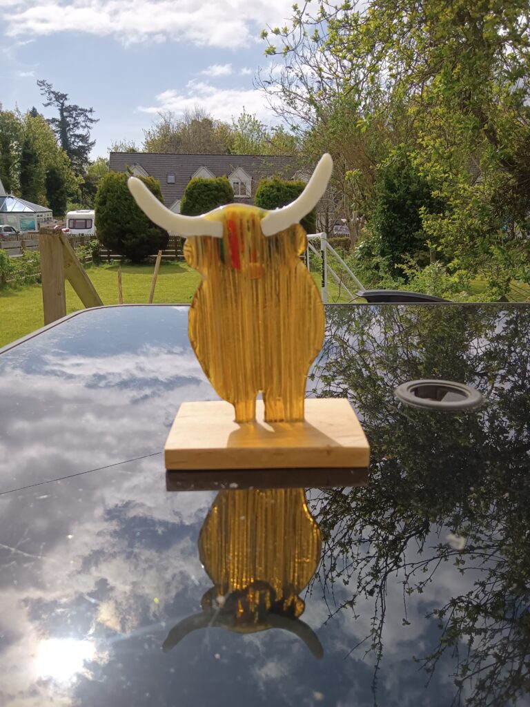 Highland Coo