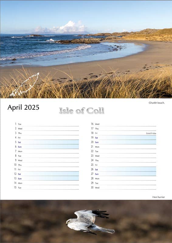 2025 Coll Calendar A3