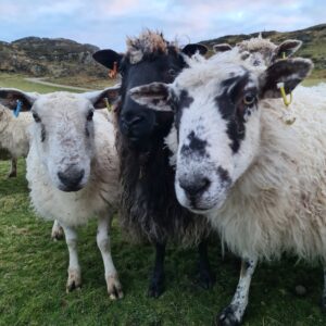 KNITTING KIT for Rabbit Slippers in Natural Grey and Cream Colonsay Wool - Image 4