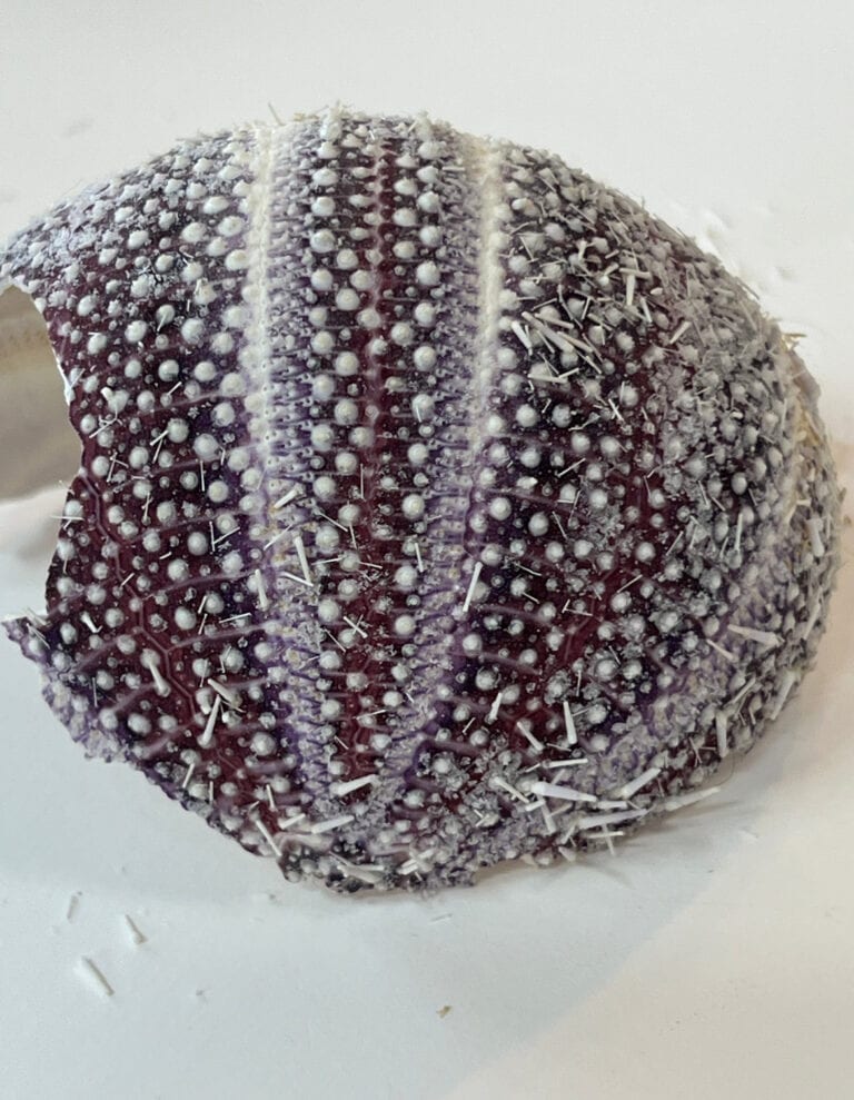 Sea urchin shell studs. - handmade by Sarah Kay Arts (view 4)