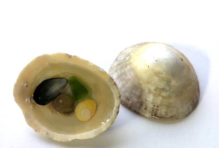 Shell puddles. - handmade by Sarah Kay Arts (view 8)