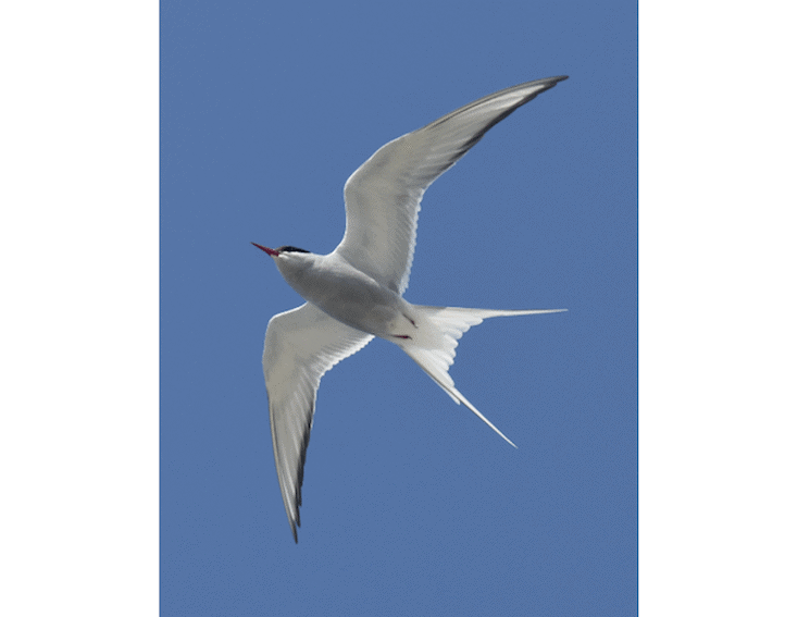 Pack of 5 A6 Orkney Landscape and Nature Greeting Cards