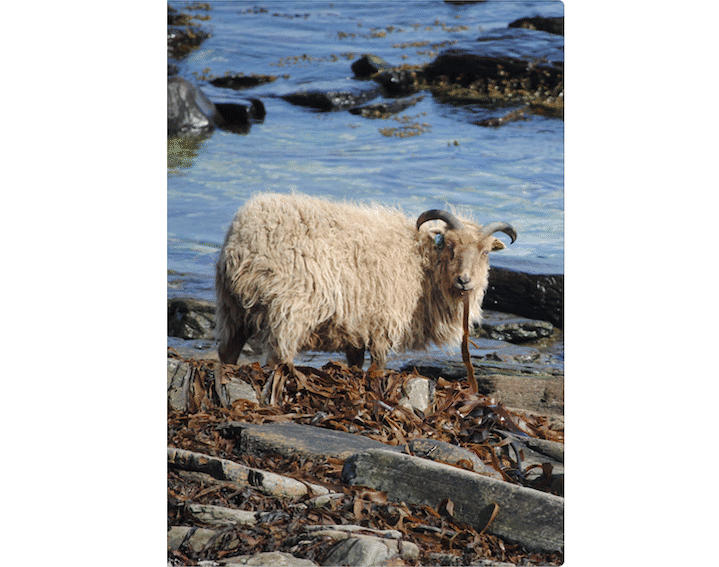 Orkney A6 photo greeting card - Seaweed-eating Sheep