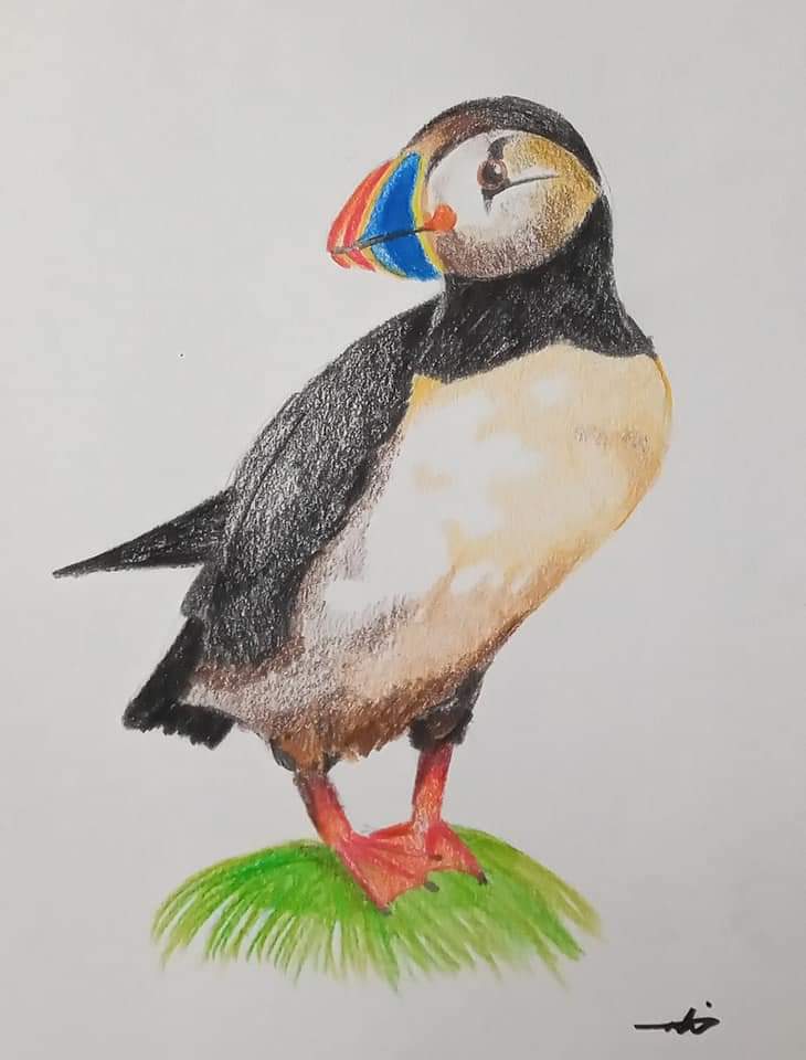 Original Puffin Drawing