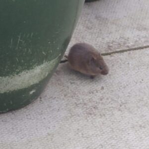 Knitted Orkney Vole - Dark - Image 2